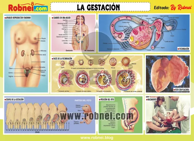 La Gestacion